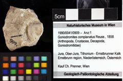 Foto (Objket + Etiketten) von Goniodromites complanatus (Reuss, 1858) 